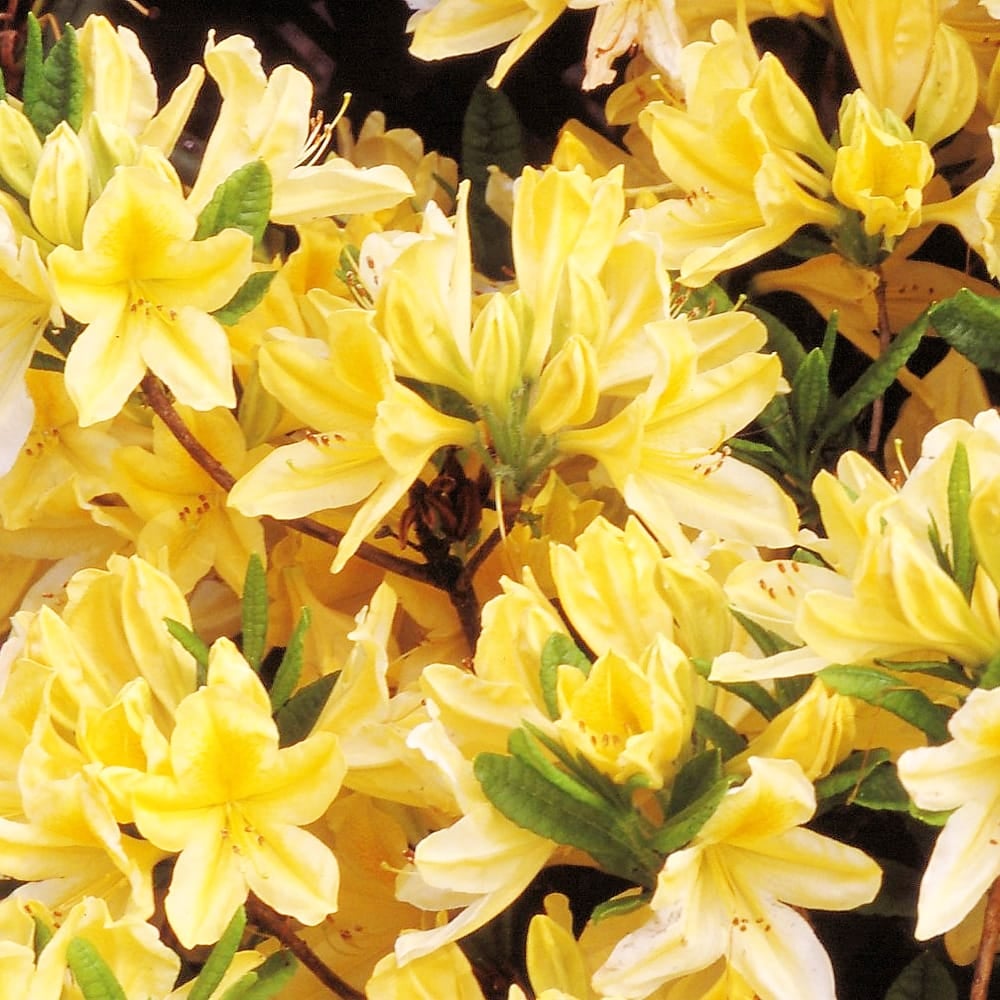 ツツジ キレンゲツツジ 苗 販売 苗木部 By 花ひろばオンライン