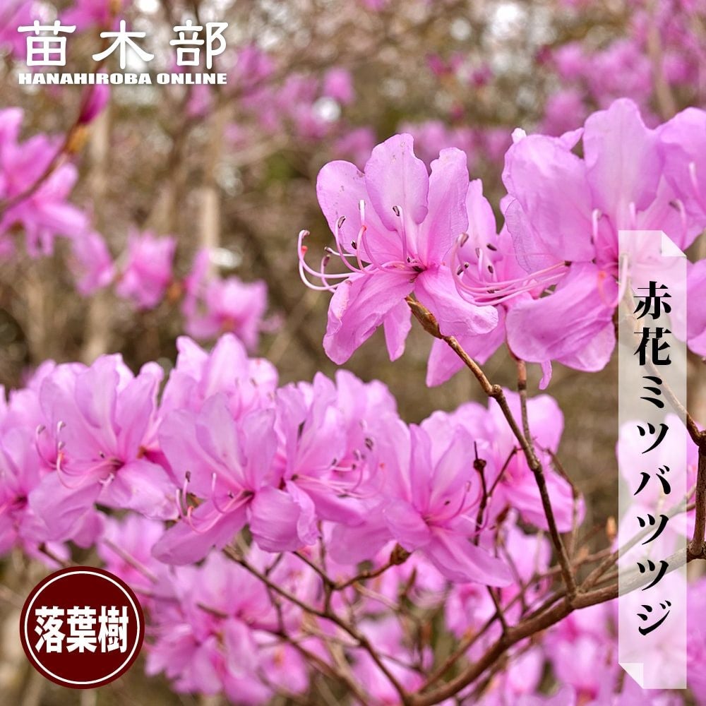000000003754-01.jpg?size=m&w=