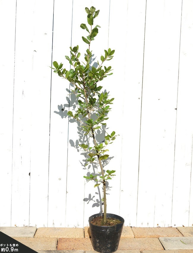 000000003763-03.jpg?size=l&w=