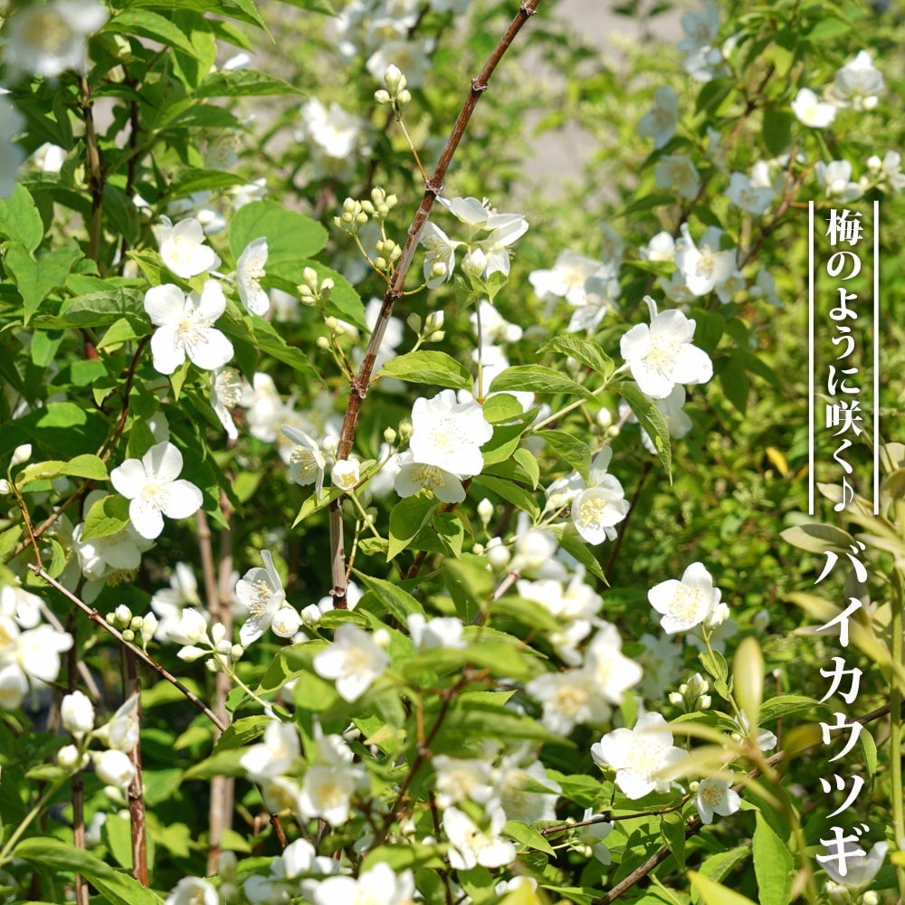 ウツギ　空大株　苗　花苗　花木 000000003768-01.jpg?size=m&w=