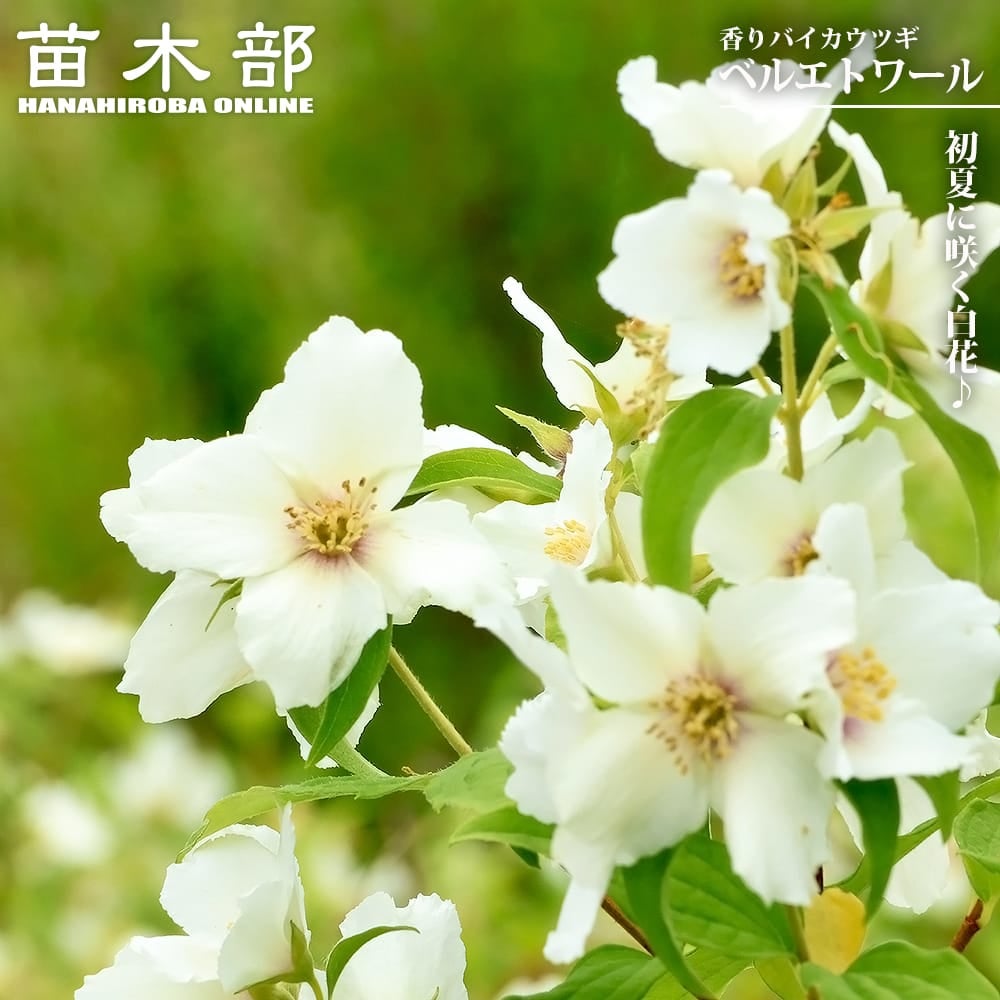 ドウザンツツジ (白) 楽天市場】ホンコンドウダンツツジ 【白花】 3.5号ポット苗 【ハナヒロ