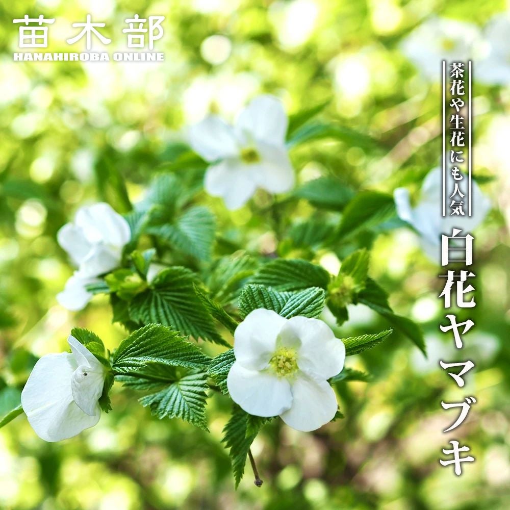 000000003800-01.jpg?size=m&w=