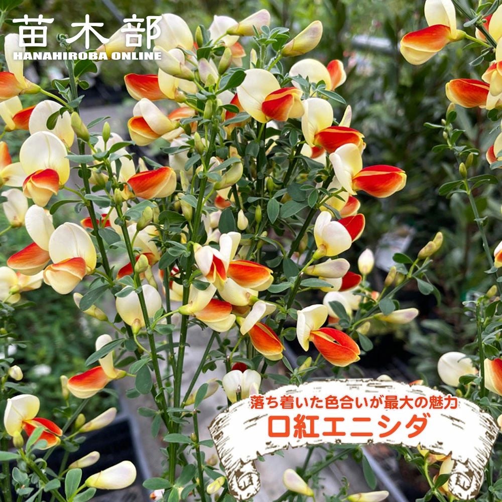 エニシダ くちべに 苗 販売 苗木部 By 花ひろばオンライン