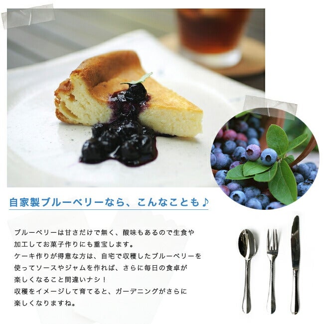 ブルーベリー ラビットアイ系 ベッキーブルー 苗 販売 苗木部 By 花
