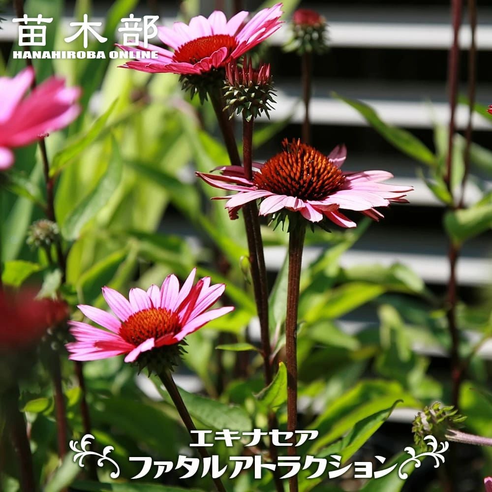 アボカド ウィンターメキシカン Aタイプ 苗 販売 苗木部 By 花ひろば