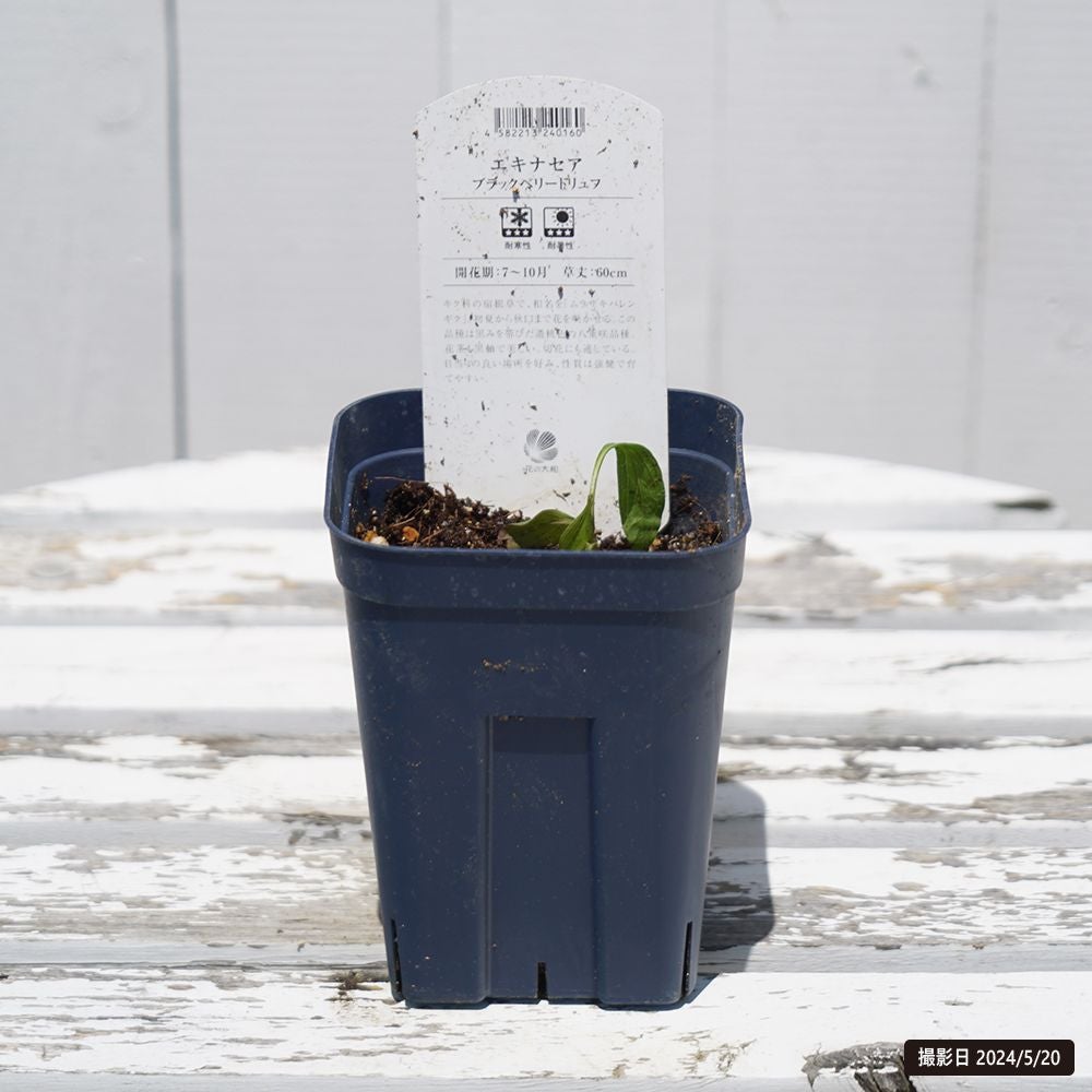 エキナセア ファタルアトラクション 苗 販売 苗木部 By 花ひろばオンライン