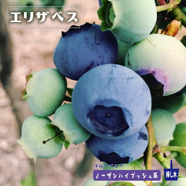 000000004117-01.jpg?size=l&w=