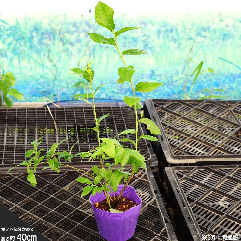 000000004117-02.jpg?size=l&w=