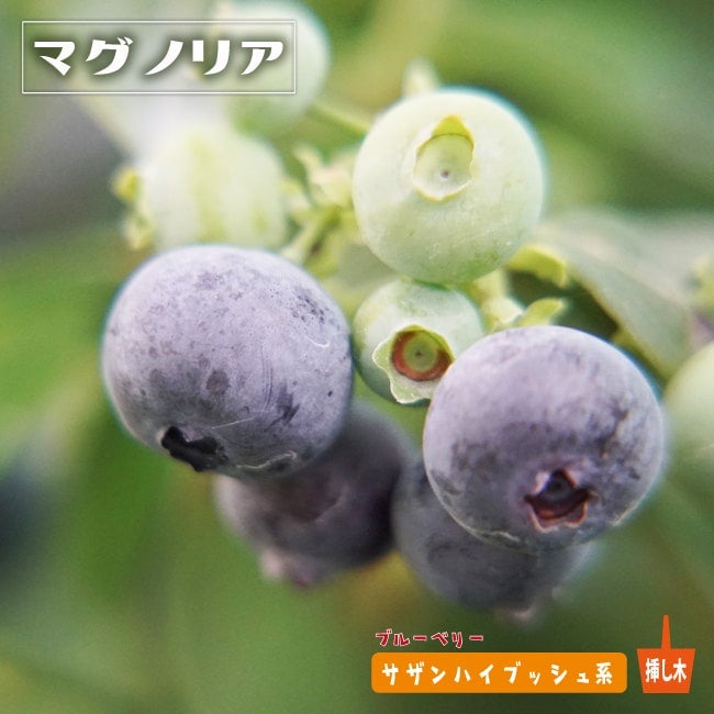 マグノリア サザンハイブッシュ系 ブルーベリー 苗 販売 苗木部 By 花