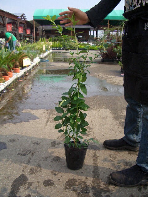 マグノリア サザンハイブッシュ系 ブルーベリー 苗 販売 苗木部 By 花