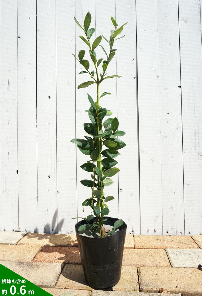 000000004135-02.jpg?size=l&w=