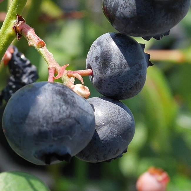 000000004135-10.jpg?size=l&w=