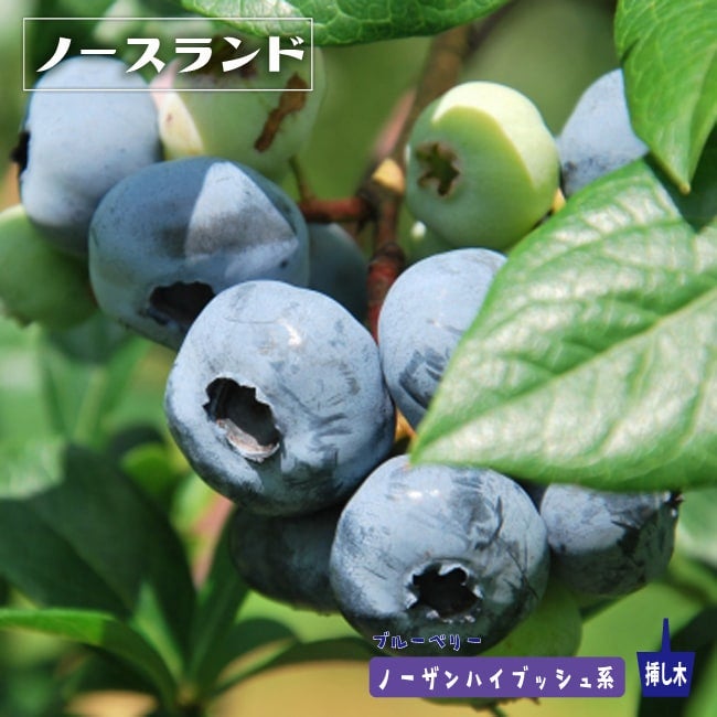 ノースランド×7本　ハーフハイブッシュ系ブルーベリー苗木 000000004138-01.jpg?size=l&w=