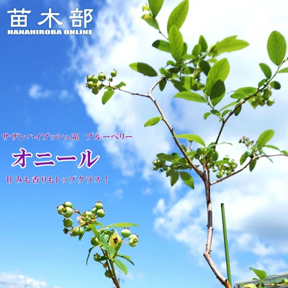 ブルーベリー苗オニール＆ミスティ大苗2本セット Amazon.co.jp: ITANSE ブルーベリー苗木 大実サザンハイブッシュ