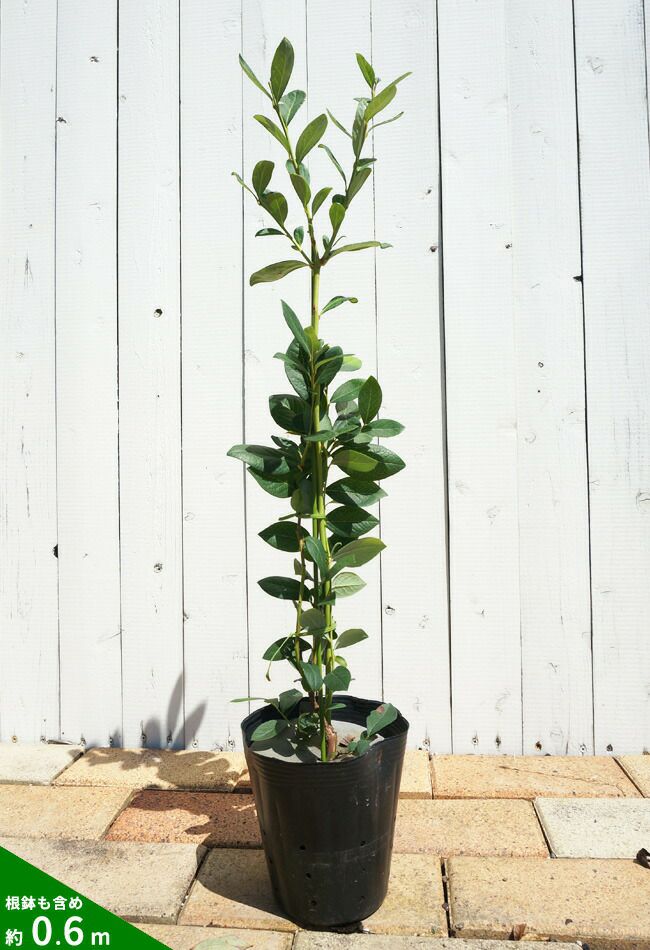 000000004151-02.jpg?size=l&w=