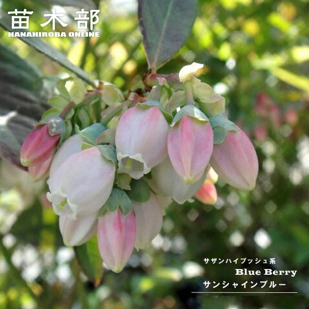 ツツジ 吉野ツツジ 苗 販売 苗木部 By 花ひろばオンライン