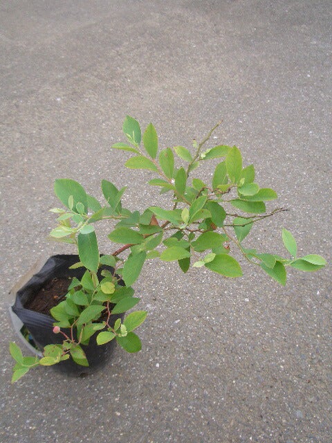 000000004159-02.jpg?size=l&w=