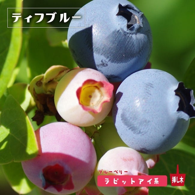 ラビットアイ系 | 苗木部 本店 By 花ひろばオンライン