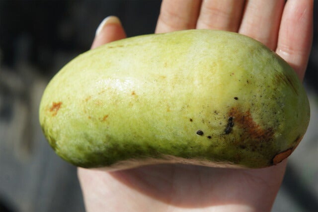 ポポー 実生 苗 販売 苗木部 By 花ひろばオンライン