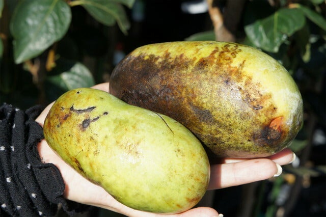 ポポー ミッチェル 苗 販売 苗木部 By 花ひろばオンライン