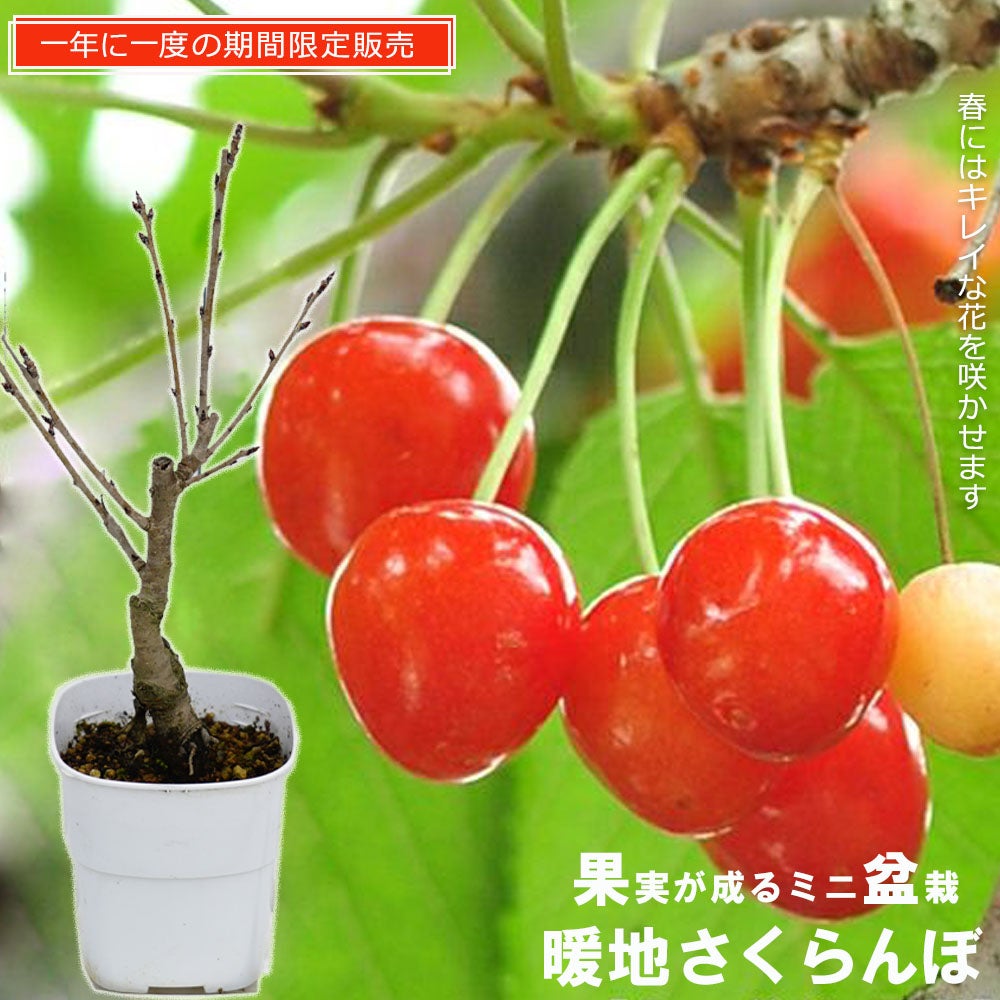 000000004171-01.jpg?size=l&w=
