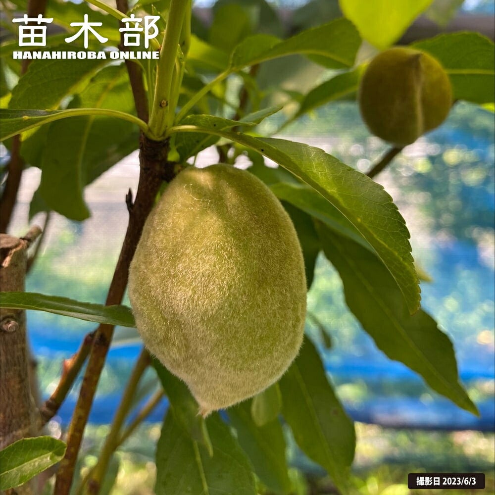 マカダミアナッツ バーモント ハイブリッド 苗 販売 苗木部 By 花