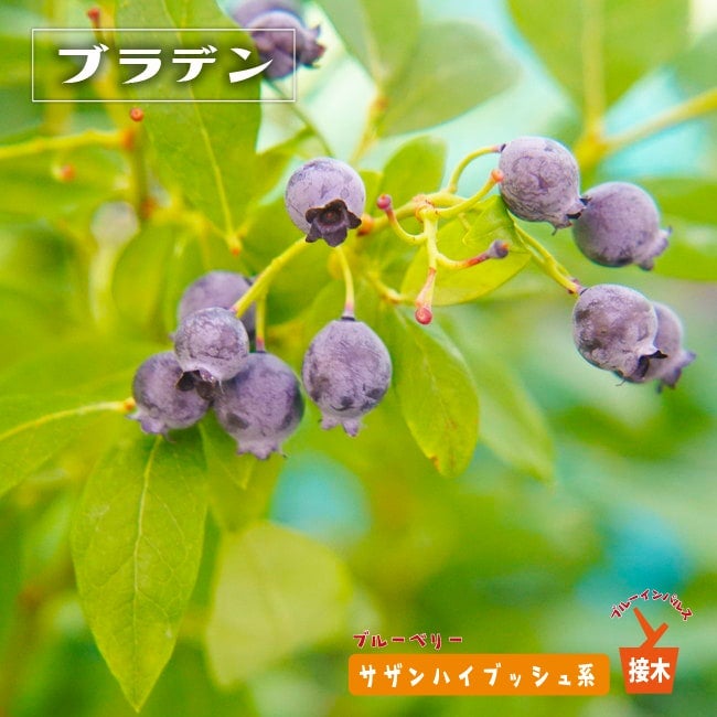 ブルーベリー サザンハイブッシュ系 ミスティー 苗 おすすめ 苗木部