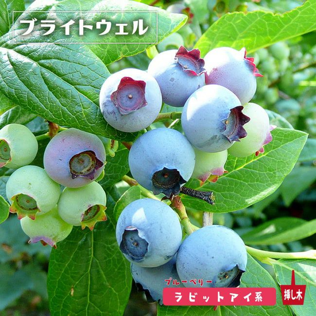 000000004191-01.jpg?size=m&w=