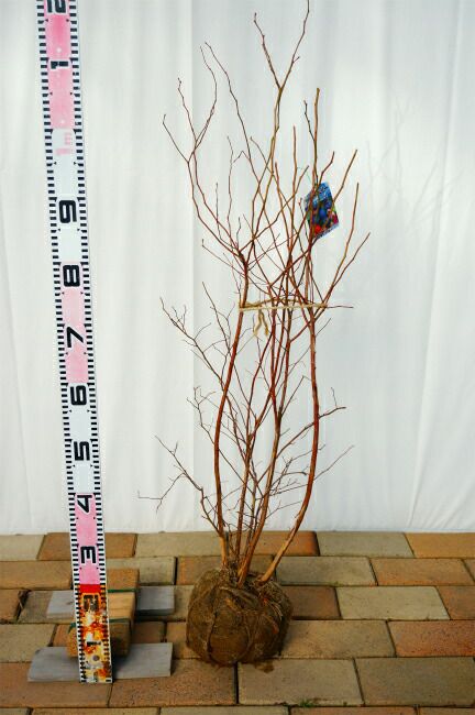 ブライトウェル ラビットアイ系 ブルーベリー 苗 通販 苗木部 By 花