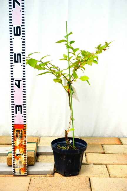 000000004194-02.jpg?size=l&w=