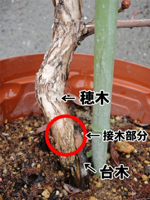 ブリジッタ ノーザンハイブッシュ系 ブルーベリー 苗 通販 苗木部