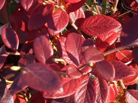 ブリジッタ ノーザンハイブッシュ系 ブルーベリー 苗 通販 苗木部