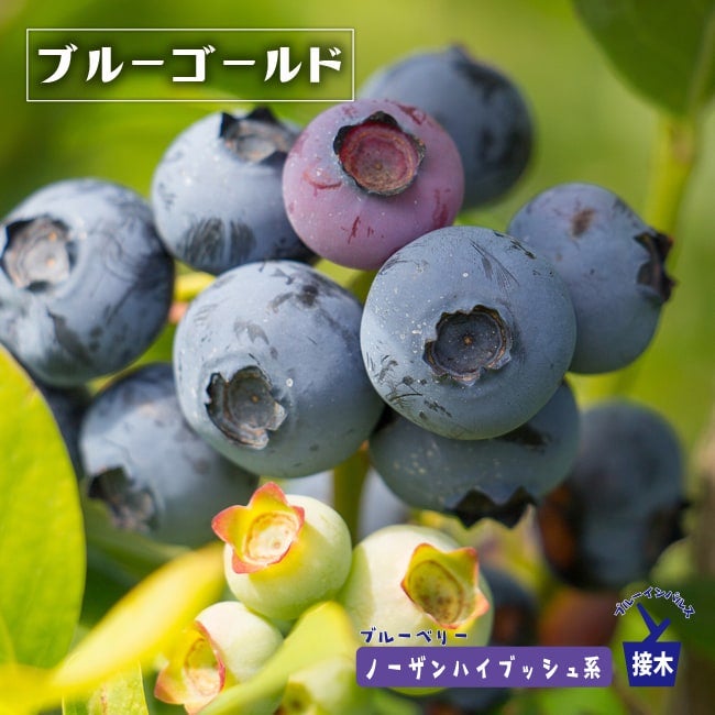 000000004198-01.jpg?size=m&w=