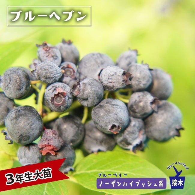 ブルーヘブン ノーザンハイブッシュ系 ブルーベリー 苗 おすすめ 苗木部