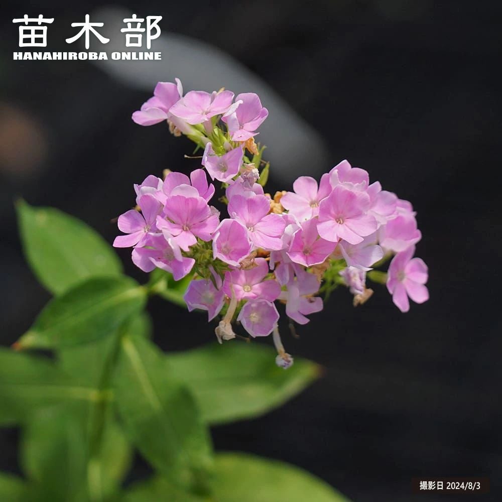 000000104161-01.jpg?size=l&w=