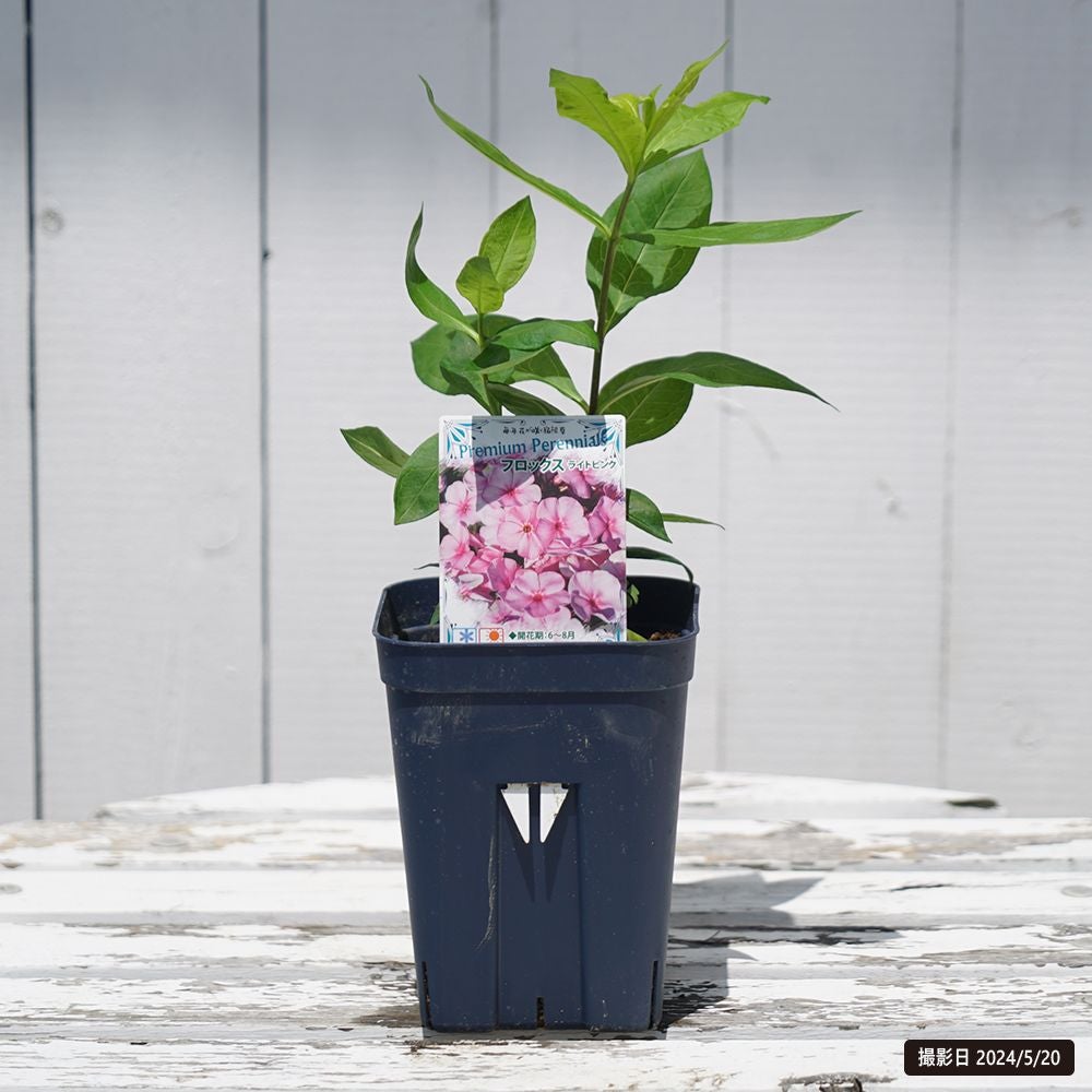 フロックス ライトピンク 苗 販売 苗木部 By 花ひろばオンライン