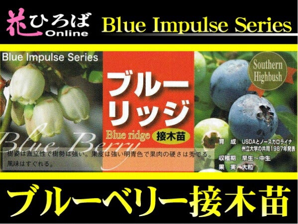 ブルーリッジ サザンハイブッシュ系 ブルーベリー 苗 販売 苗木部