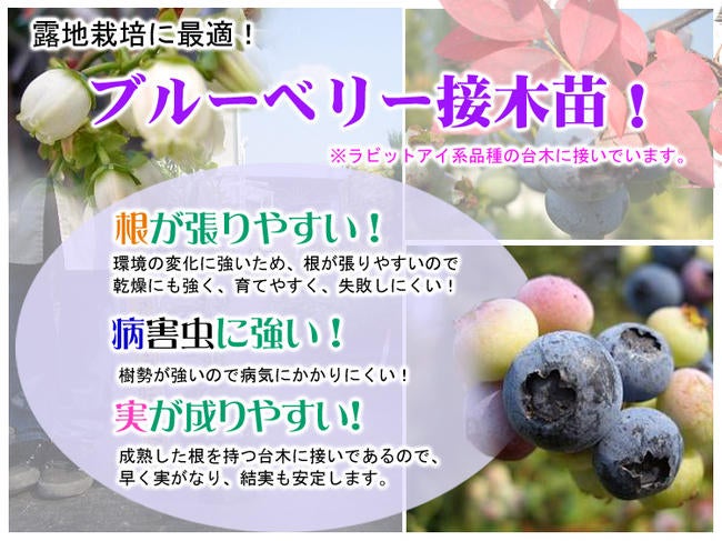 ブルーリッジ サザンハイブッシュ系 ブルーベリー 苗 販売 苗木部