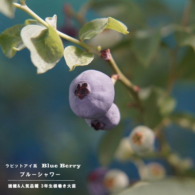 大苗シリーズ | 苗木部 本店 By 花ひろばオンライン