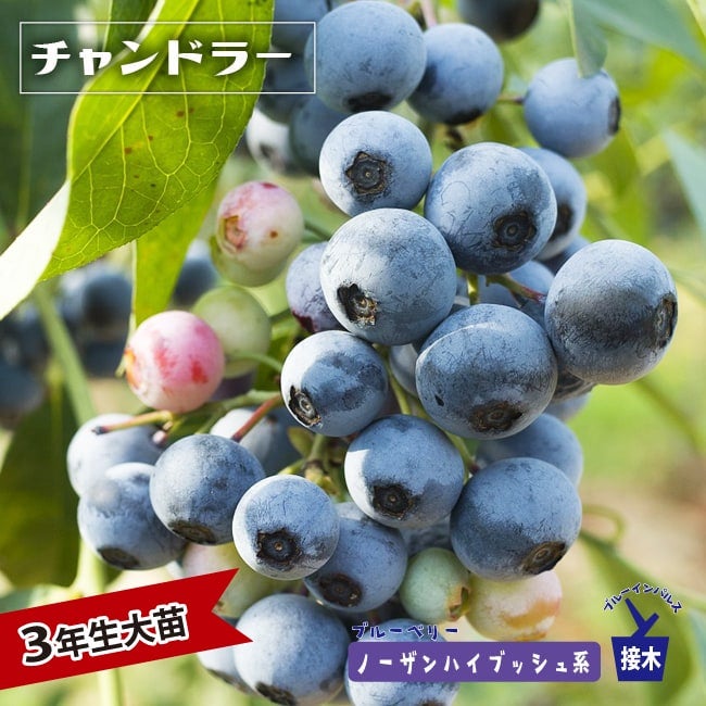 000000004213-01.jpg?size=m&w=