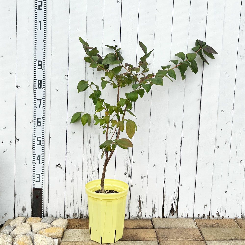 ブルーベリー苗チャンドラー＆レガシー大苗2本セット 000000004213-02.jpg?size=l&w=