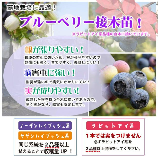 ブルーベリー ノーザンハイブッシュ系 チャンドラー 苗 おすすめ 苗木部