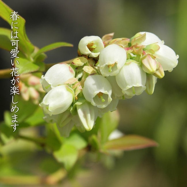 000000004214-05.jpg?size=l&w=