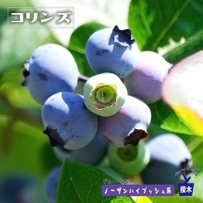エチョータ ノーザンハイブッシュ系 ブルーベリー 苗 販売 苗木部