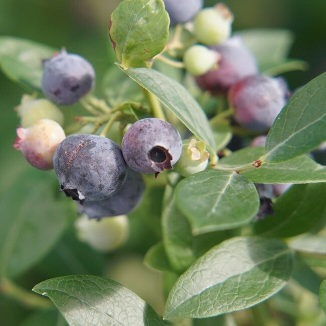 マグノリア サザンハイブッシュ系 ブルーベリー 苗 おすすめ 苗木部
