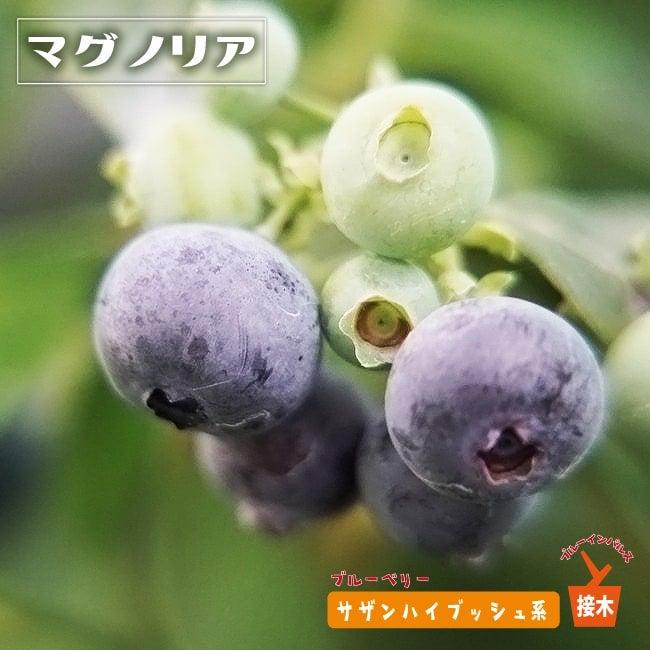 マグノリア サザンハイブッシュ系 ブルーベリー 苗 通販 苗木部 By 花