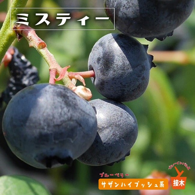 ミスティー　（サザンハイブッシュ） ブルーベリー苗木 園芸ネット本店｜ブルーベリー（サザンハイブッシュ系）：ミスティー 5