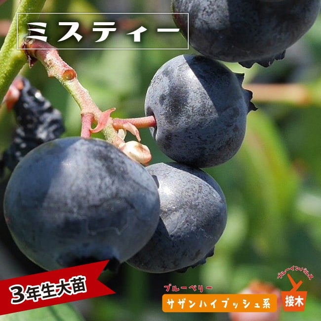 ミスティー　（サザンハイブッシュ） ミスティー（接木苗）4.5～5号 サザンハイブッシュ系 ブルーベリー ブルーベリー苗木 果樹
