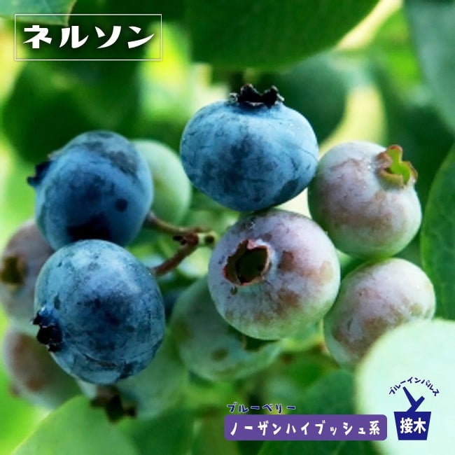 ネルソン ノーザンハイブッシュ系 ブルーベリー 苗 販売 苗木部 By 花