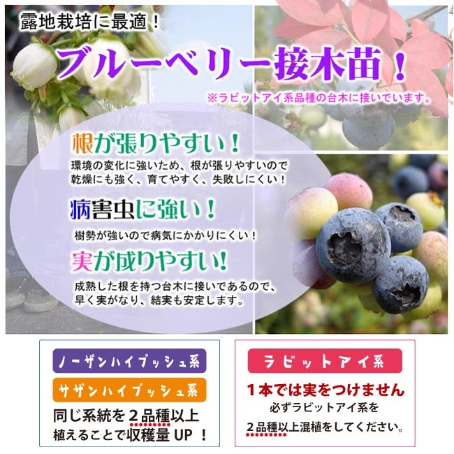 ヌイ ノーザンハイブッシュ系 ブルーベリー 苗 通販 苗木部 By 花